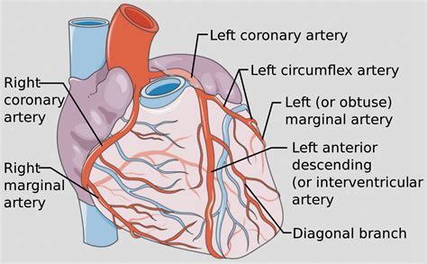 Right coronary artery: Anatomy, branches, supply